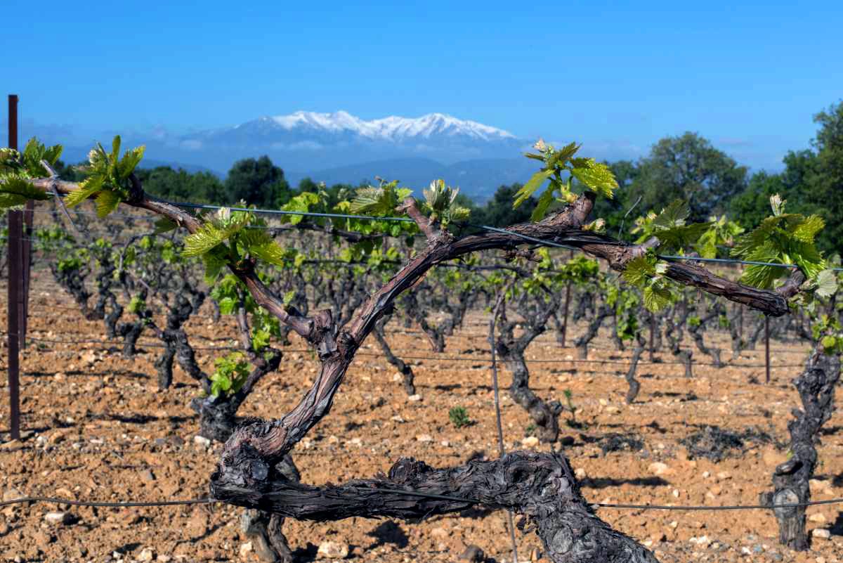 Domaine de la MEUNERIE