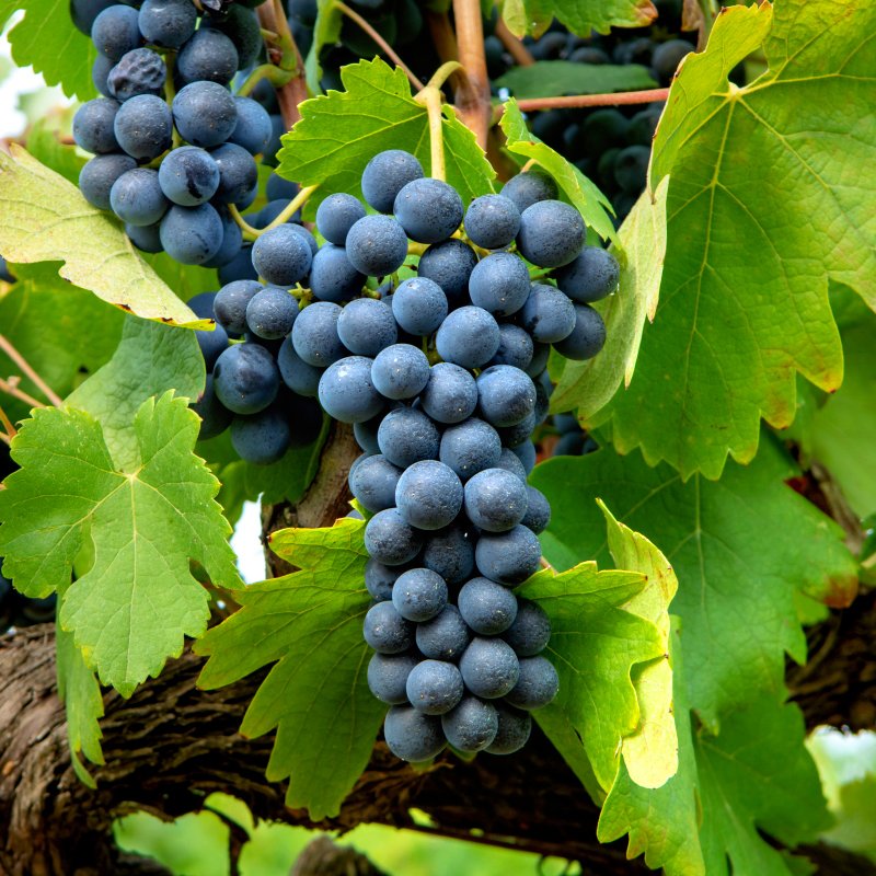 Photo Domaine de la MEUNERIE