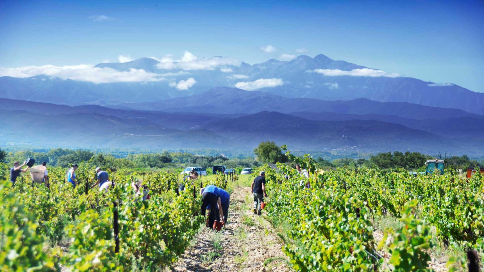 Photo Domaine Fontanel | Dégustation et vente de vin