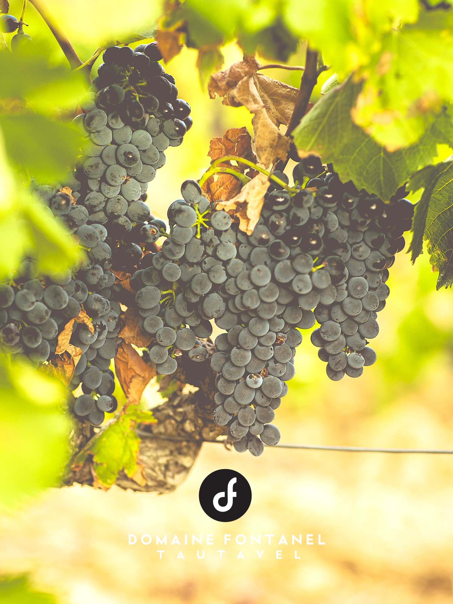 Photo Domaine Fontanel | Dégustation et vente de vin