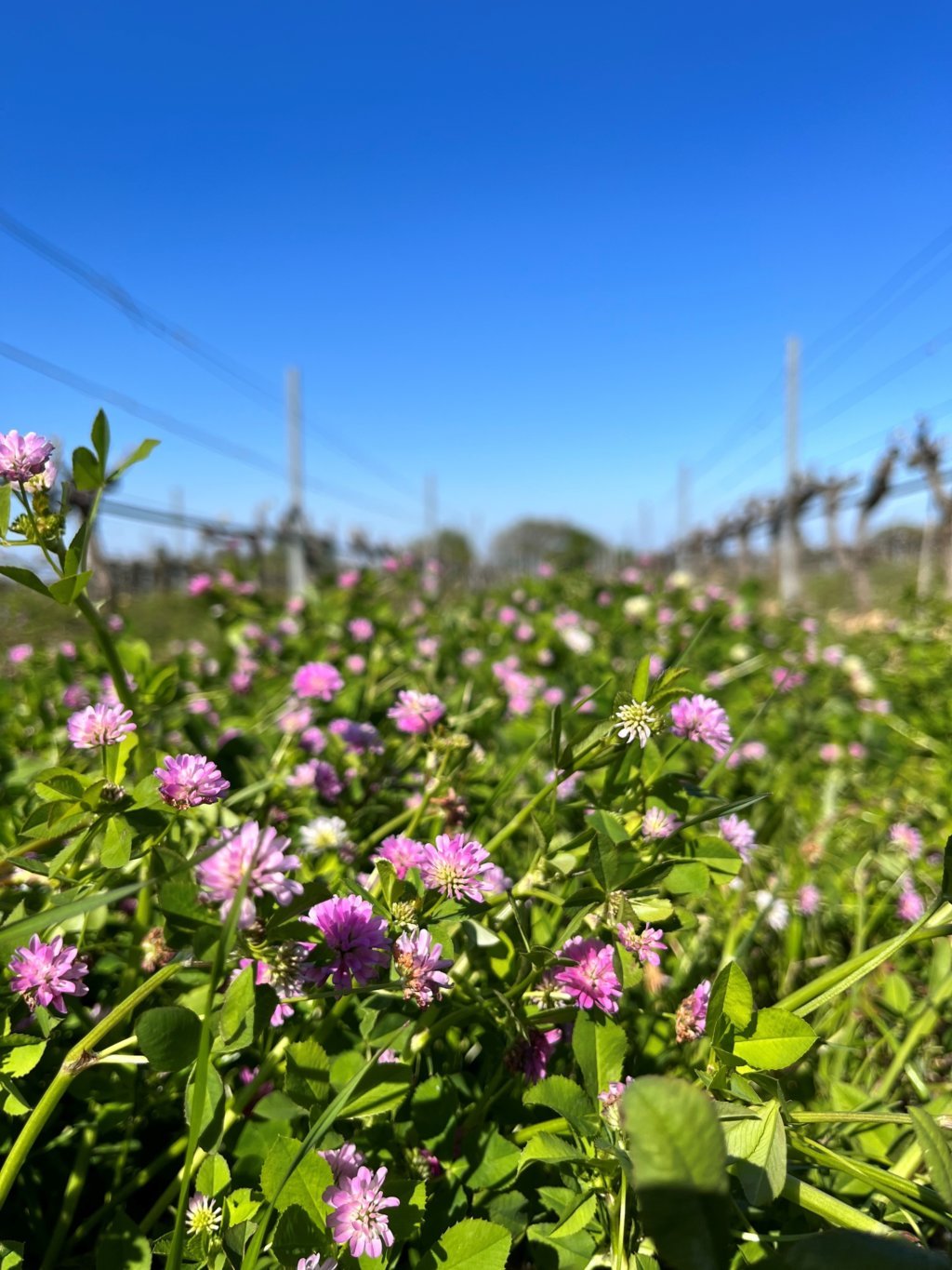 Photo Jonquères d'Oriola Vignobles - Château de Corneilla del Vercol